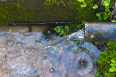 mühürler bitki yakınındaki kırsal yolu ağaçlarda