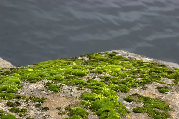 Foresta paesaggio selvaggio con muschio sulle rocce — Foto Stock