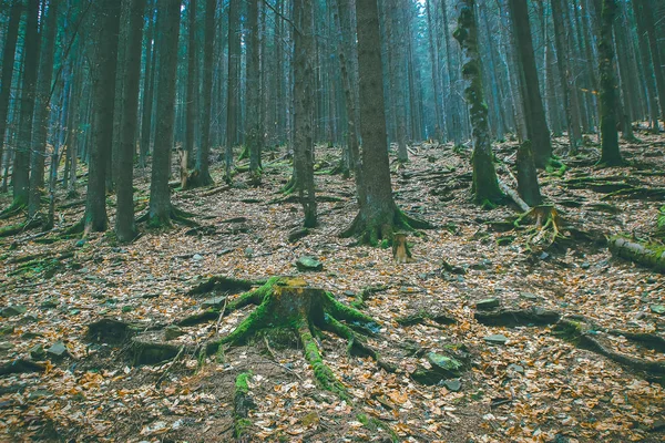 Magic sötét erdőben. — Stock Fotó