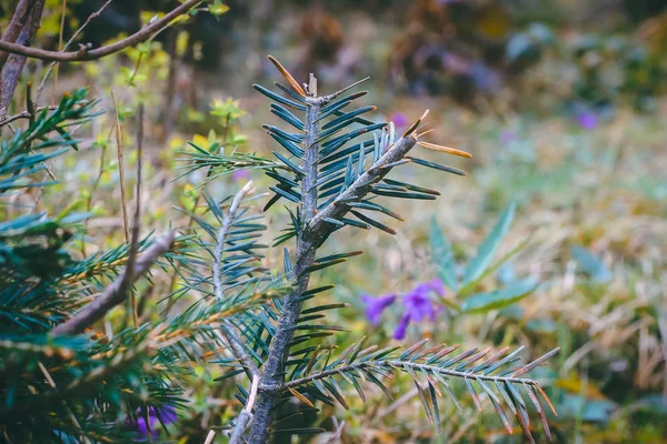 Rama de pino en el rocío de la mañana —  Fotos de Stock