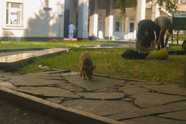 bir grup genç insan pratik yoga gündoğumu sırasında yakınındaki köpek öldürmeden