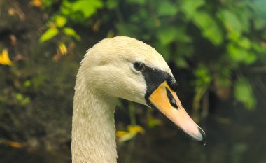 Kirli kuğu kafa Nehri yakınında