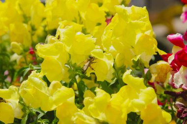 güzel çiçekli ağaçlar