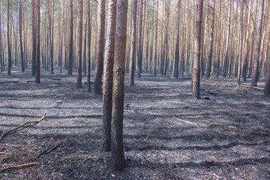 Orman Yangın, orman yangını. Yanık ağaçlar