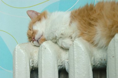 Güzel kedi pil odasında yatıyor