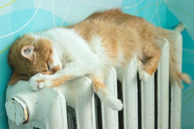 Güzel kedi pil odasında yatıyor