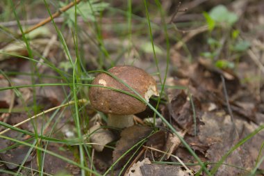 Huş bolete mantar orman
