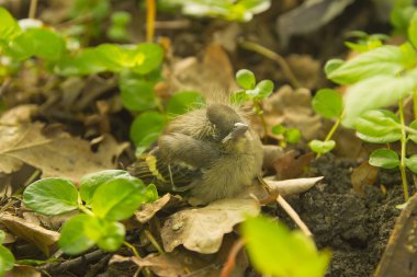 Yavru kuş yuvadan düşen