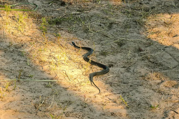 Asfalt, küçük su yılanı