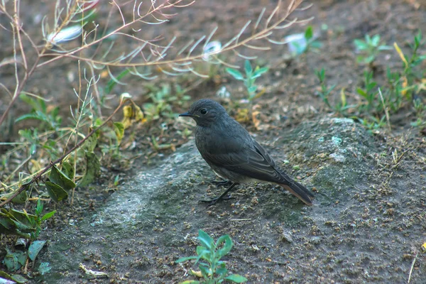 Bébé oiseau tomber du nid — Photo