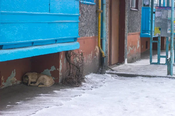 Бродячие собаки на улице — стоковое фото