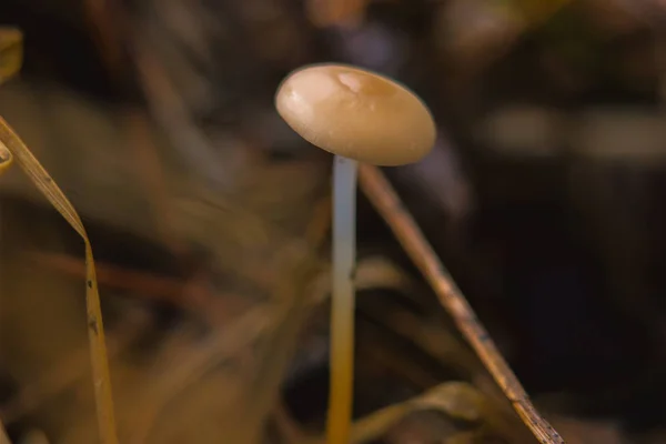 Houby zvané Panaeolus — Stock fotografie