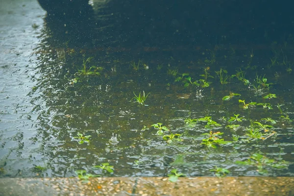 Tunga regndroppar faller på gata — Stockfoto