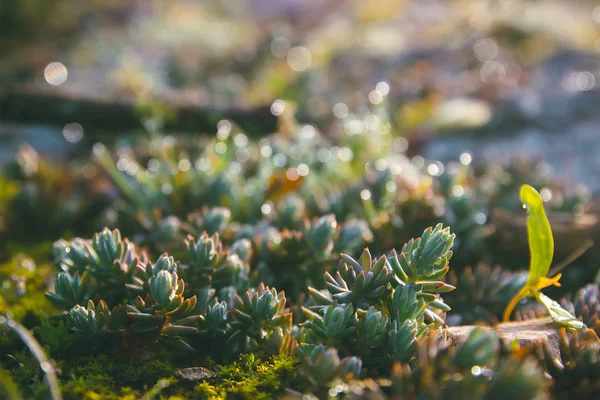 Güneş gün sokakta kenarında bahar çimen