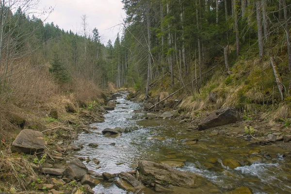 Ormandaki dağ nehri