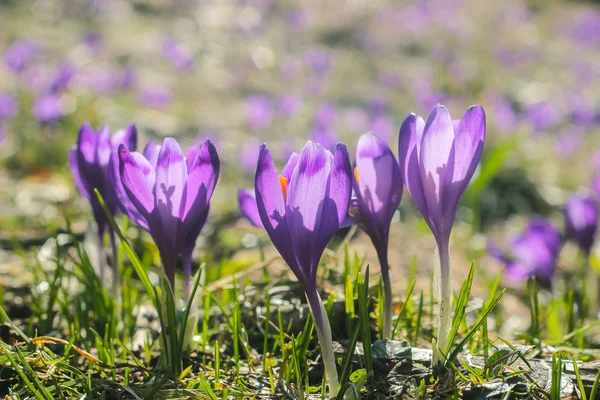 Dağ çiçeği çiğdemler Karpat dağ