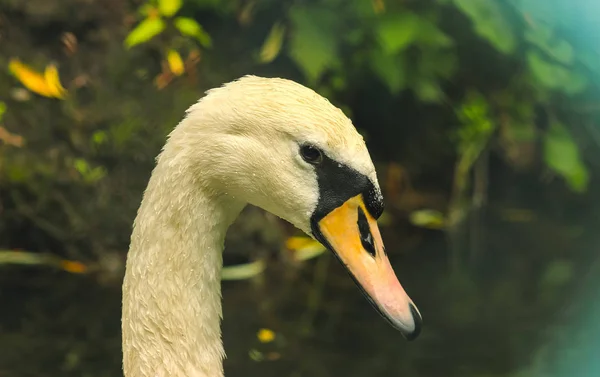Cabeza de cisne sucia cerca del río —  Fotos de Stock
