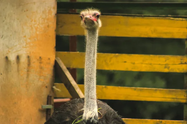 Ostrich head through the window — Stock Photo, Image