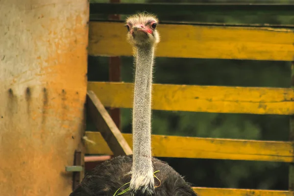 Kepala burung unta melalui jendela — Stok Foto