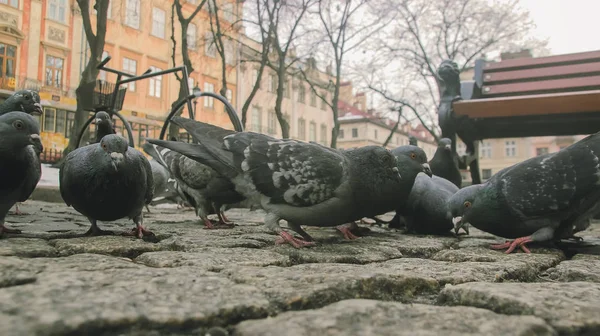 Pigeons at Beautiful summer panorama of old town — Stock Photo, Image