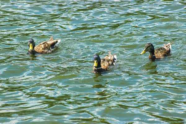 Patos caçam peixes entre lírios — Fotografia de Stock