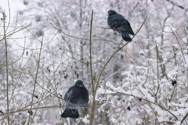 枝の上に座ってハト — ストック写真