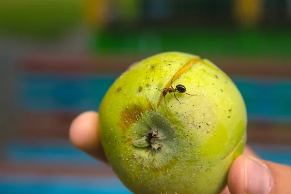 ants running at broken apple