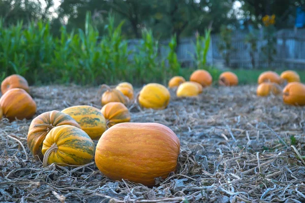 Pumpkin harvest at evening