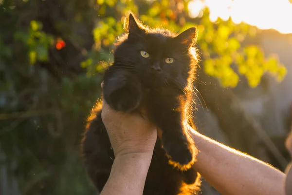 Lindo gatito en la mano . — Foto de Stock