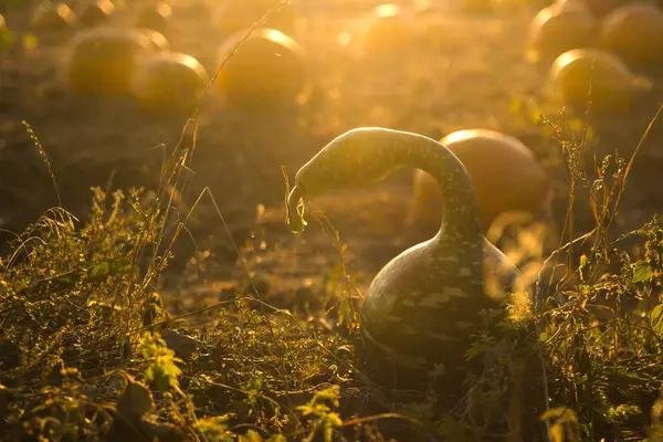 Pumpa skörden på kvällen — Stockfoto