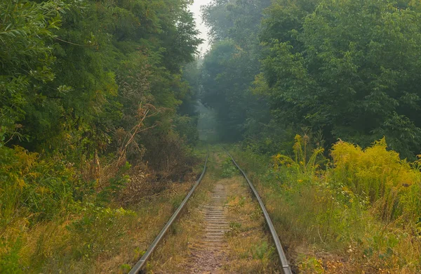 Linha férrea que passa pela floresta — Fotografia de Stock