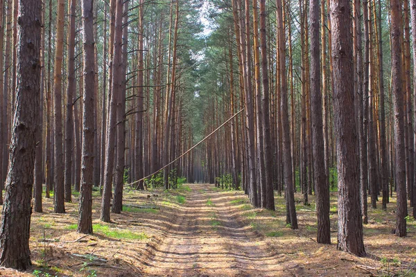 Лісова пожежа, Дикий вогонь. Спалені дерева — стокове фото