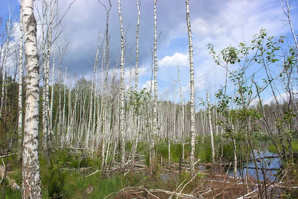 Birch tree forest on a Swamp in sunny day — Stock Photo, Image
