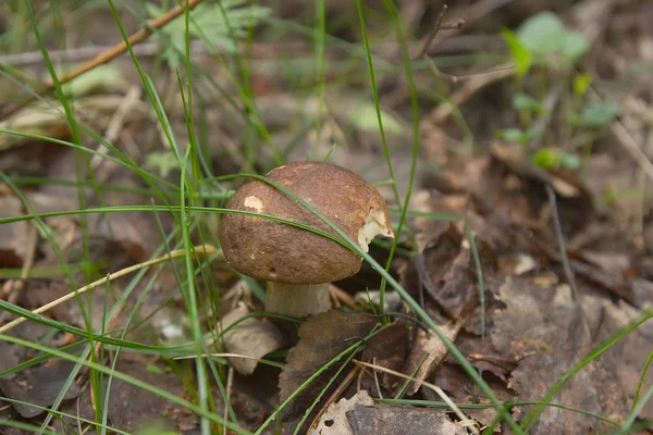 Huş bolete mantar orman