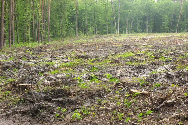 Cut pine trees on the side of wood, forest disaster. — Stock Photo, Image