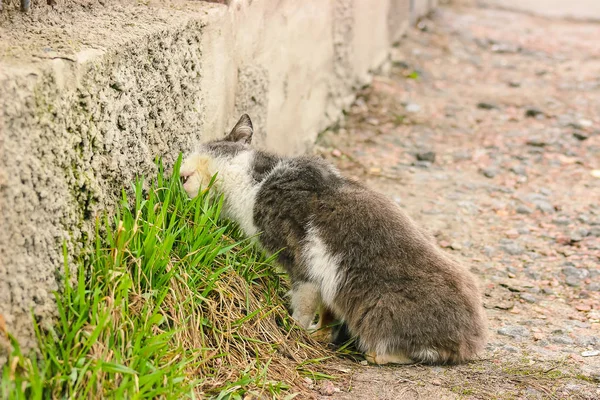 Γάτα τρώει χόρτο κοντά στο κτίριο — Φωτογραφία Αρχείου