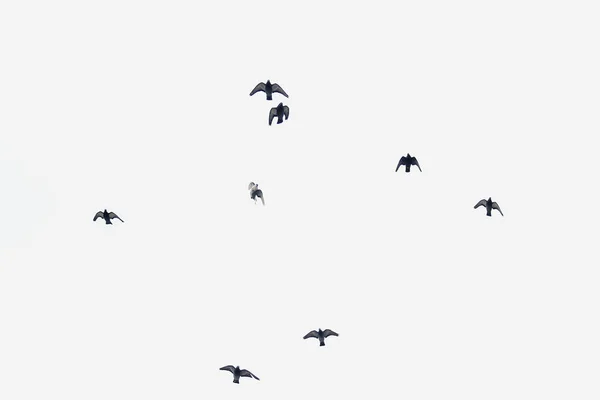 Bandada de aves pululando en el cielo . —  Fotos de Stock