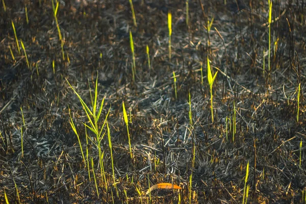 Hierba de la tarde en la colina quemada —  Fotos de Stock