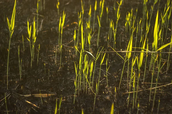 Herbe du soir dans la colline brûlée — Photo