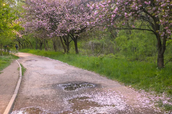 Цветущая сакура цветет на темном небе — стоковое фото