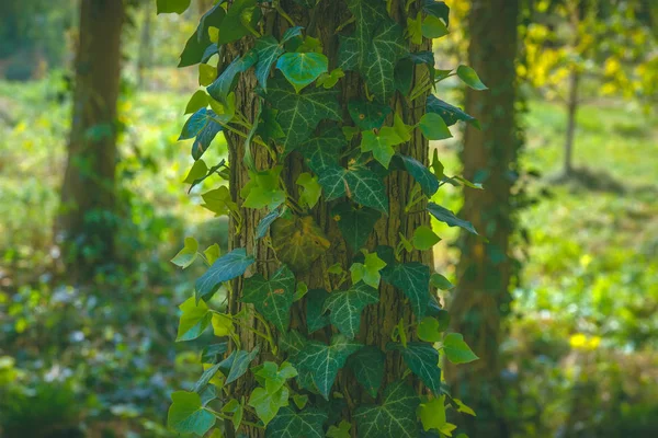 树覆盖着野生葡萄的绿叶。自然背景. — 图库照片