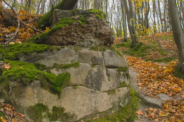 Landschaft der ländlichen Straße unter den Bäumen — Stockfoto