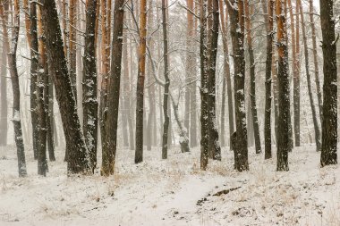Kış ağaçlar kar tabakası üzerinde