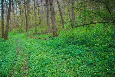 Soyut yaprak yeşil doku, arka plan