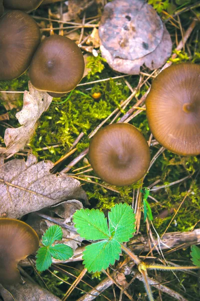 Entoloma Holoconiota houby v březnu na Ukrajinu — Stock fotografie