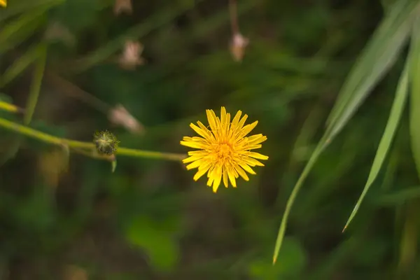Dandelion in field of green grass — Stock Photo, Image