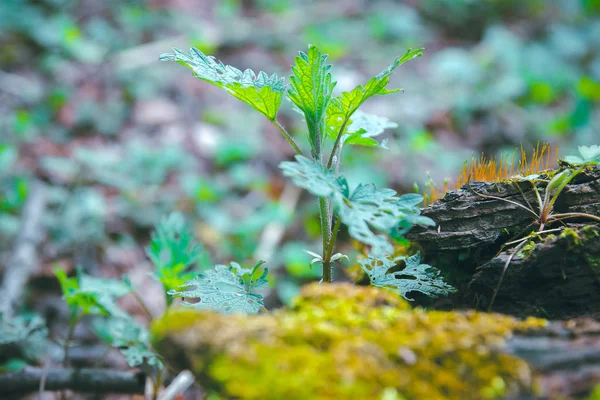 Astratto texture foglia verde, sfondo — Foto Stock