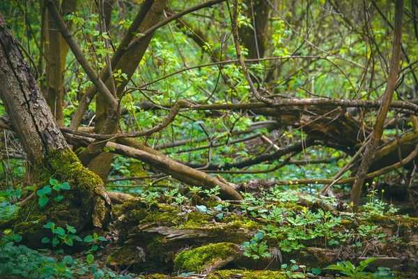 추상 녹색 잎 텍스처, 배경 — 스톡 사진