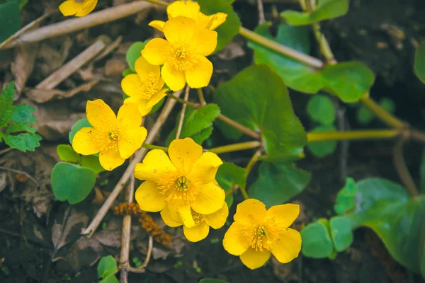 Gula mittemot storbladig gyllene mandelblommor — Stockfoto