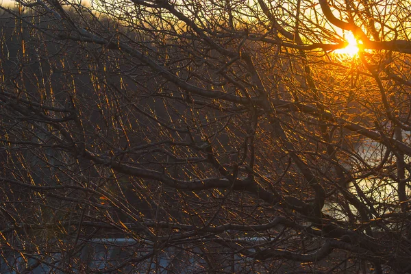 Große Sonne über dem Baum bei Sonnenaufgang — Stockfoto